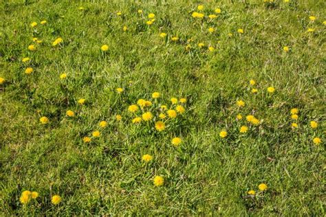 8 Best Ways How To Get Rid Of A Lawn Full Of Weeds