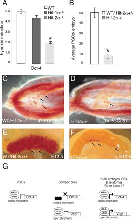 HIF 2α regulates Oct 4 effects of hypoxia on stem cell function