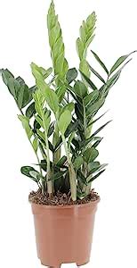 Kentis Zamioculcas Zamiifolia Piante Vere Da Interni Purifica