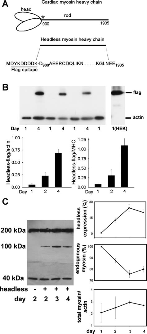 Headless Myosin Heavy Chain Mhc Structure And Expression A