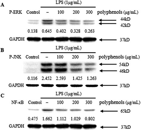 Inhibitory Effects Of Polyphenols On Phosphorylation Of Mapks Erk