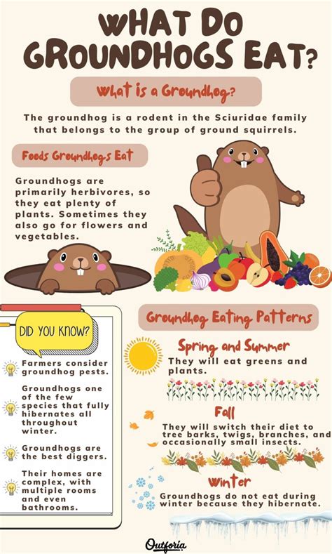 What Do Groundhogs Eat? A Deep Dive into Their Diet