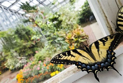 Butterflies At Dow Gardens Conservatory April