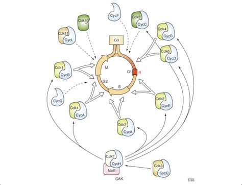 Proposed Roles Of Cdkcyclin Complexes In The Mammalian Cell Cycle