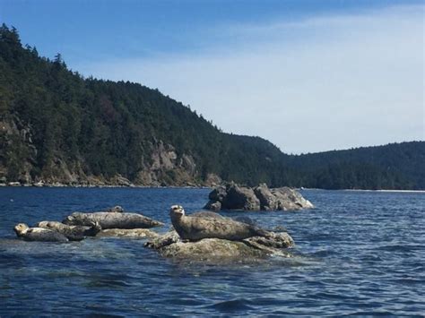 Gulf Island Kayaking Galiano Island All You Need To Know Before You