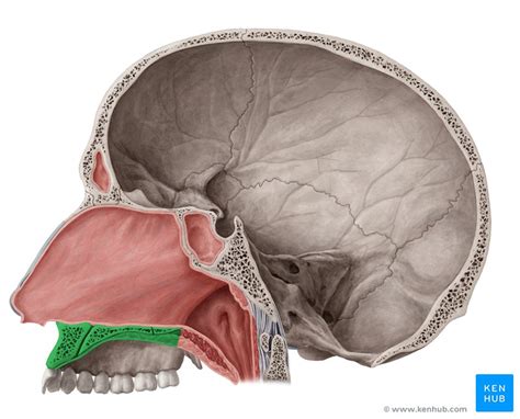 Medial Wall Of The Nasal Cavity Anatomy And Structure Kenhub