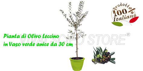 Acquista Online Pianta Di Olivo Leccino In Vaso Verde Anice Da 30 Cm