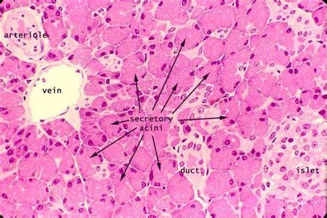 Pin On Anatomy And Physiology Practical 2