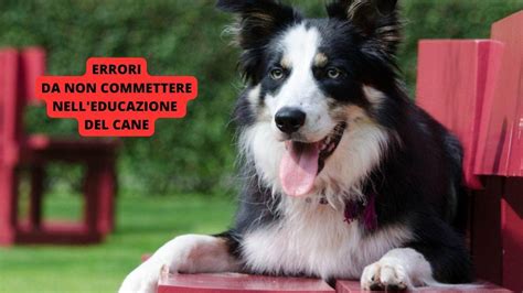 Gli Errori Da Non Commettere Nell Educazione Del Cane Parola Agli Esperti