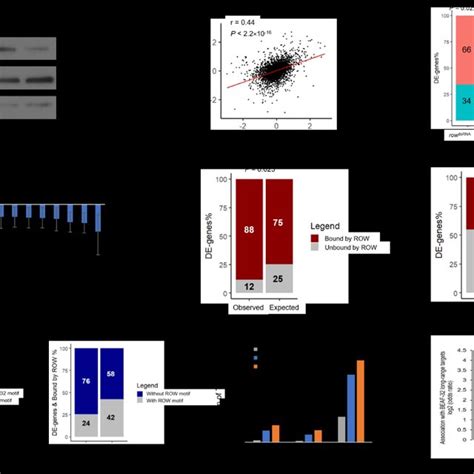 Knockdown Of Row Or Beaf 32 In S2 Cells Causes Downregulation Of A