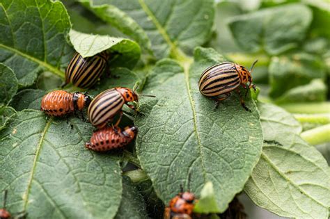 How To Get Rid Of Colorado Potato Beetles