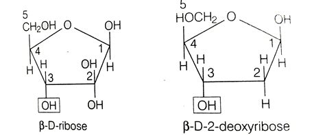 Ribose And Deoxyribose Structure