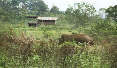 Kawanan Gajah Liar Kembali Obrak Abrik Perkebunan Warga Di Aceh Barat