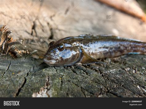 Freshwater Bullhead Image & Photo (Free Trial) | Bigstock