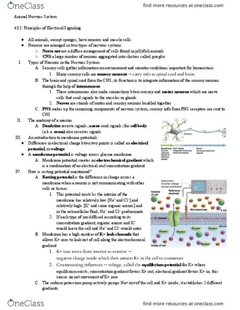 BIOL 1107 Study Guide Fall 2017 Final Tandem Pore Domain Potassium