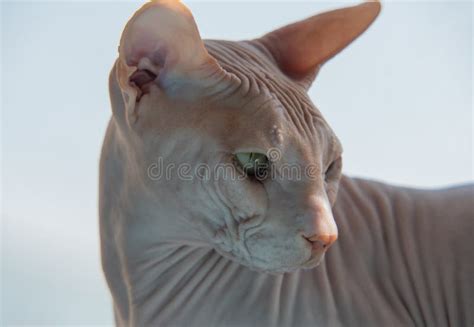 Sphinx Indoors Bald Cat In The Bedroom Hairless Cat Naked Cat Stock Photo Image Of Light