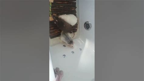 Rat bath time - YouTube