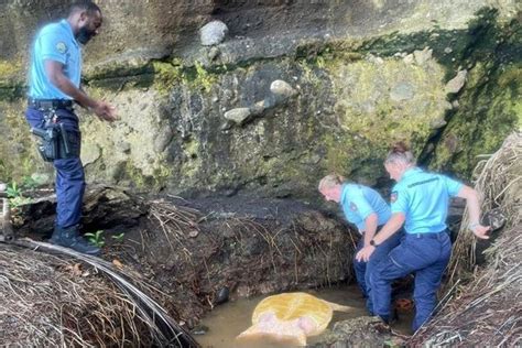 Les gendarmes sauvent une tortue à Capesterre Belle Eau