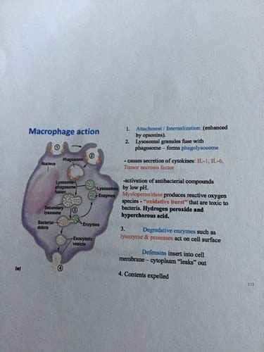 Pathogenic Exam Flashcards Quizlet