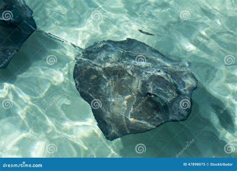 Manta fish stock image. Image of atlantic, giant, rays - 47898075