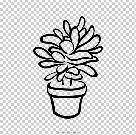 Black And White Succulent Plant Drawing Png Clipart Artwork Black