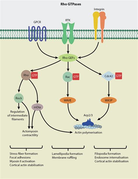 What Are Rho Gtpases Mechanobiology Institute National University