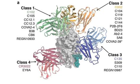 Characterizing COVID-19 antibodies for potential treatments