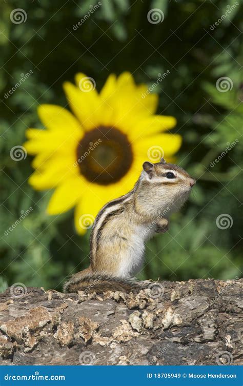 Siberian Chipmunk stock image. Image of tamias, creature - 18705949