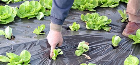 The Best And Worst Vegetable Garden Mulches