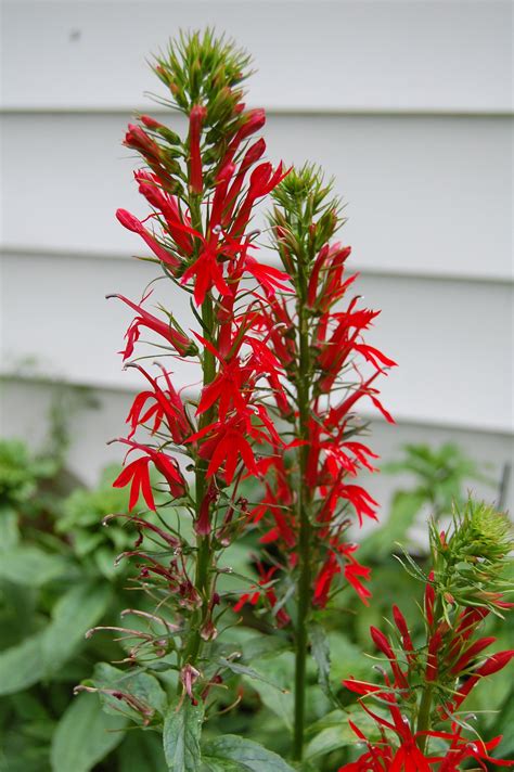 cardinal flower seeds 5
