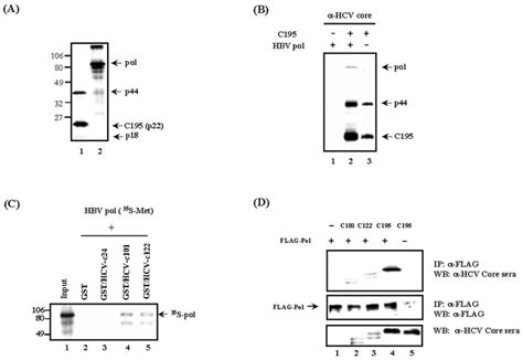 Hcv Core Protein Forms A Complex With Hbv Polymerase In Vitro And In