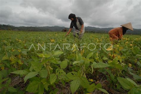 Panen Kedelai Antara Foto