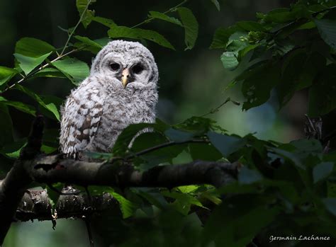 Chouette rayée Barred Owl Mignon Bébé chouette rayée fra Flickr