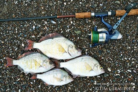 Surf Perch Fishing On The Oregon Coast Beautiful Oregon