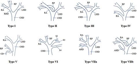 Intrahepatic Bile Duct Anatomy Based On Three Dimensional Biliary Tract