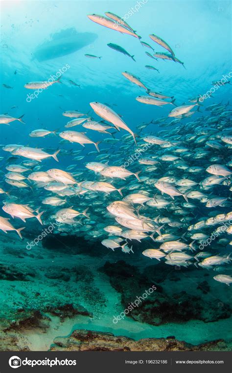 Big Eye Trevally Jack Caranx Sexfasciatus Forming Polarized School Bait