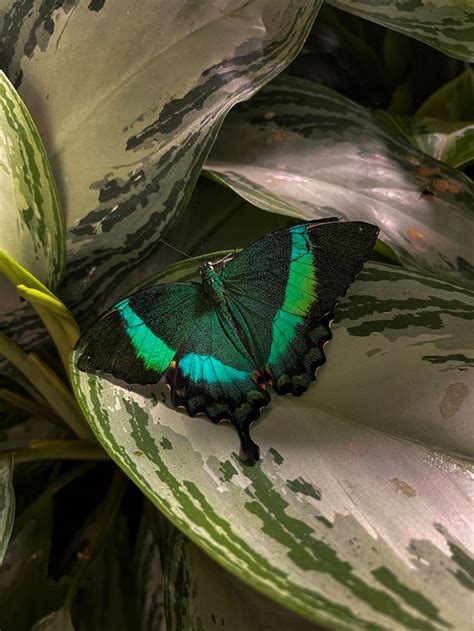 the green butterfly in 2024 | Green butterfly, Dark green butterfly aesthetic, Butterflies ...