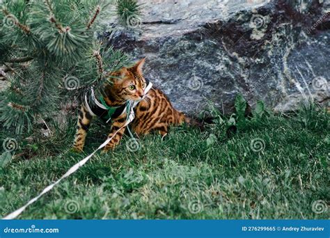 Bengal Cat Walking On A Leash In Nature Harness With A Bengal Kitten