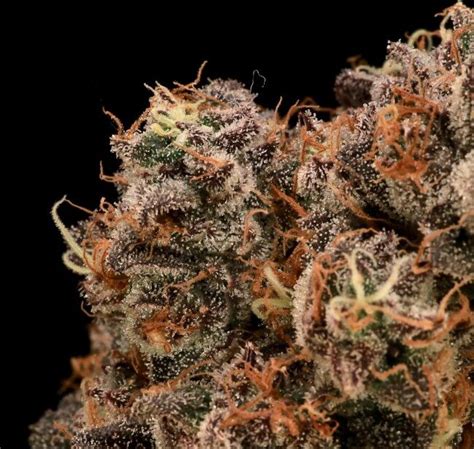 Buy Sour Cherry Diesel Feminized Seeds By Atlas Seed In America Stellar Seeds