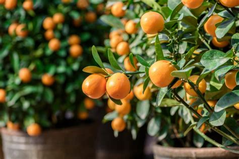 Tangerine Tree: Planting And Caring For The Tangerine