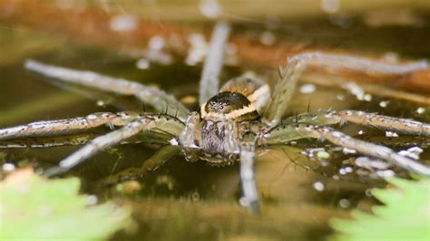 The Diving Bell Spider A Unique Creature Desertdivers