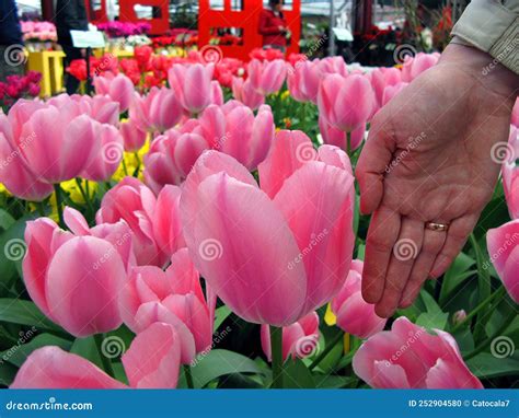 A Huge Pink Tulip In Comparison With A Hand Close Up A Magnificent