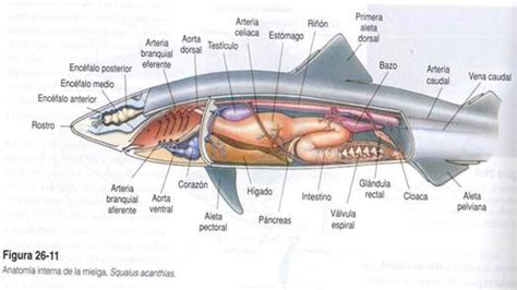 Diagrama De Esqueleto De Tiburon