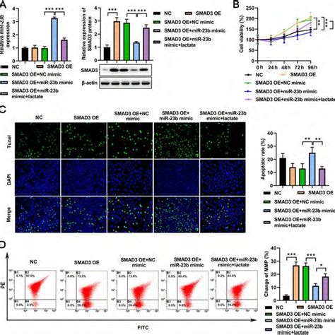 Lactate Modulates Vascular Smooth Muscle Cell VSMC Phenotype Switch