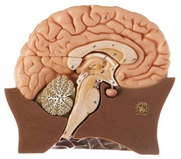 Brain Model Diagram Quizlet