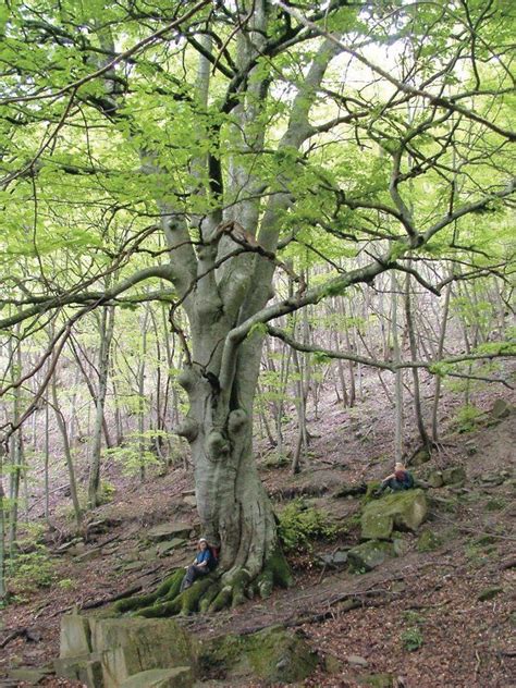 Parco Nazionale Delle Foreste Casentinesi Monte Falterona Campigna