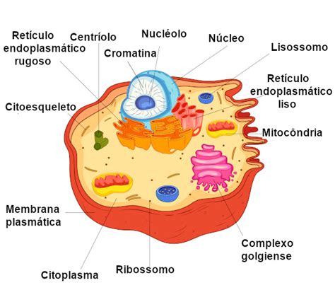 Célula Animal Características Organelas Funções Mundo Educação