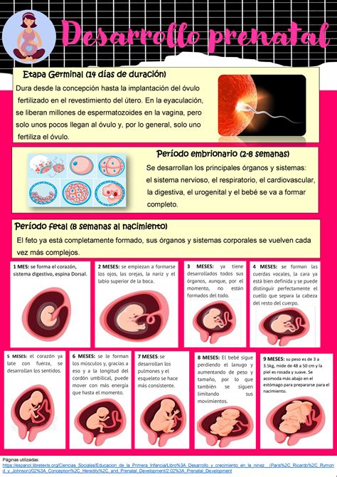 Inforgrafía Desarrollo Prenatal Etapa Germinal 14 días de duración