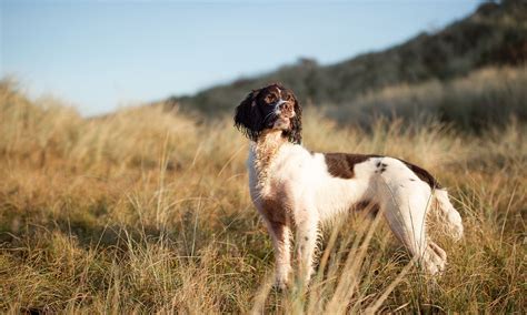 English Springer Spaniel