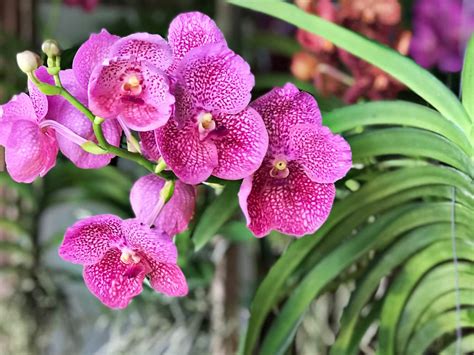 Orchid Care: How to Grow Vanda Orchids - Orchid Republic